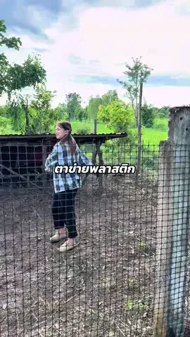 ตาข่ายล้อมไก่ล้อมรั้ว งบประหยัด #ตาข่ายพลาสติก #ตาข่ายล้อมไก่ #ตาข่ายล้อมรั้ว #โบวี่ฟาร์มเมอร์ออนไลน์ 