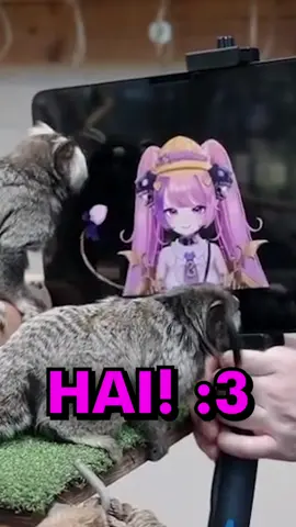 Mouse meets REAL monke #fyp #cdawg #irl #ironmouse #vtuber 