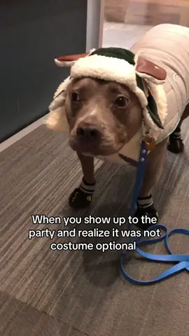 Where’s the nearest exit 🫩 #dogvideos 