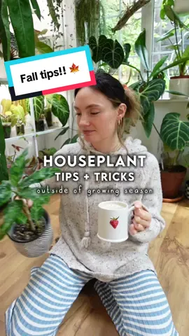 Don’t overcomplicate things! 🌱⬇️ 💡 LIGHT - You can get cheap and cheerful grow lights on Amazon to help your plants out as the days get shorter. Some other brands I’d recommend are Sansi, Mother and Grow Gang! 💨 HUMIDITY - There are plenty of DIY methods to raise the humidity (hot water, pebble trays, leaving laundry out to dry), but the easiest way is to get a little humidifier. My big one is a Levoit one, but again you can find smaller ones cheaply on Amazon. I aim for 50% humidity or higher! 🌡️ TEMPERATURE - I got my little temperature/humidity gage on Amazon to help me keep an eye on things. Ideally tropical plants love temperatures of 20°C+, however can tolerate lower drops at night. 🪴 FERTILISER - I mainly use Liquid Gold Leaf fertiliser, however there are lots of other great ones out there! Because I grow so many plants in semi-hydro set ups, I look for one that can be used both hydroponically and with soil as a substrate. #houseplants #fyp #plantsoftiktok #plantparent #planttips 