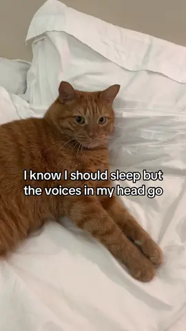 #orangecat #catsoftiktok #cattok #funnycat 