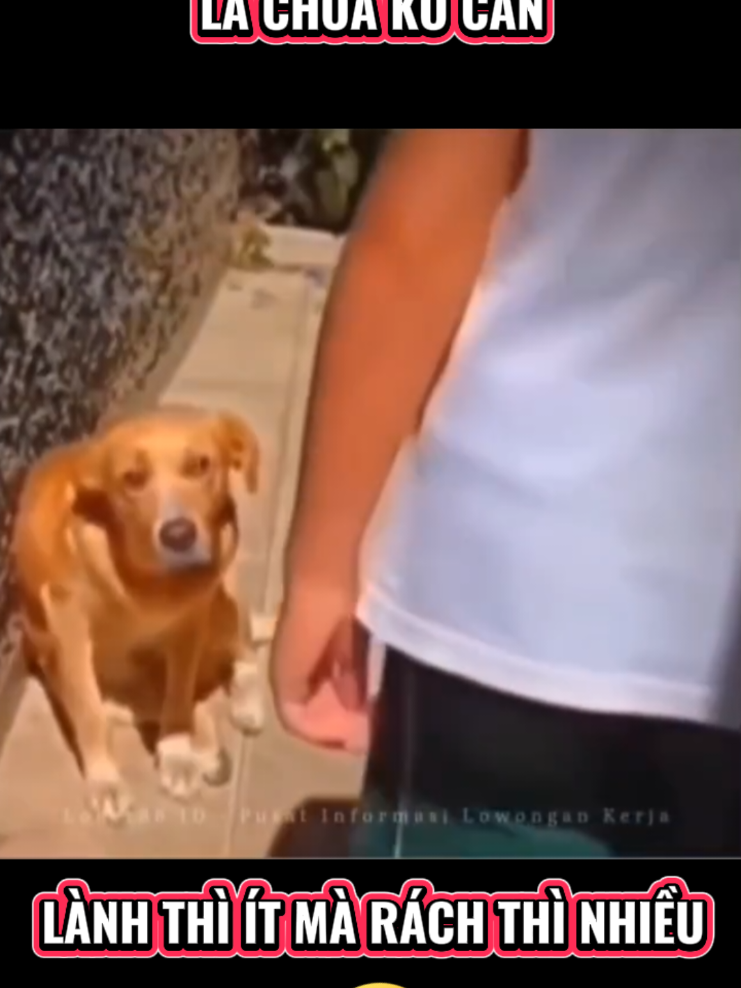 Dô Đi Coan Nó Không Cắn Đâu 😂😂😂#hien_reviewgiadung #dog 