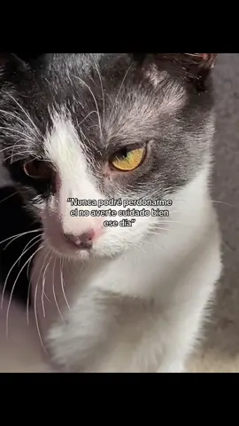 #fyp #gatos #paratiiiiiiiiiiiiiiiiiiiiiiiiiiiiiii #gatostiktok 