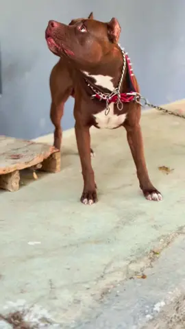 Sevmek ister mısın?😈#dogsoftiktok #pitbull #keşfetteyizzz #foryoupage❤️❤️ #fyyyyyyyyyyyyyyyy 