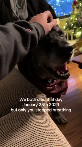 Can I have her back… #dogloss 