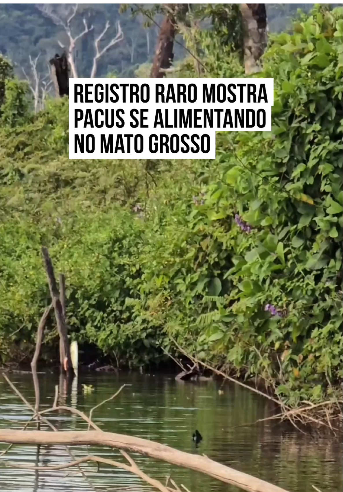 🎣  Considerado uma referência na modalidade de pesca esportiva, o #pescador Anderson Guedes conseguiu flagrar um momento impressionante no Alagado do Teles Pires, em #MatoGrosso. Na cena, ele mostra como os pacus se alimentam em determinada época do ano, e as imagens chamaram atenção pela riqueza de detalhes. 