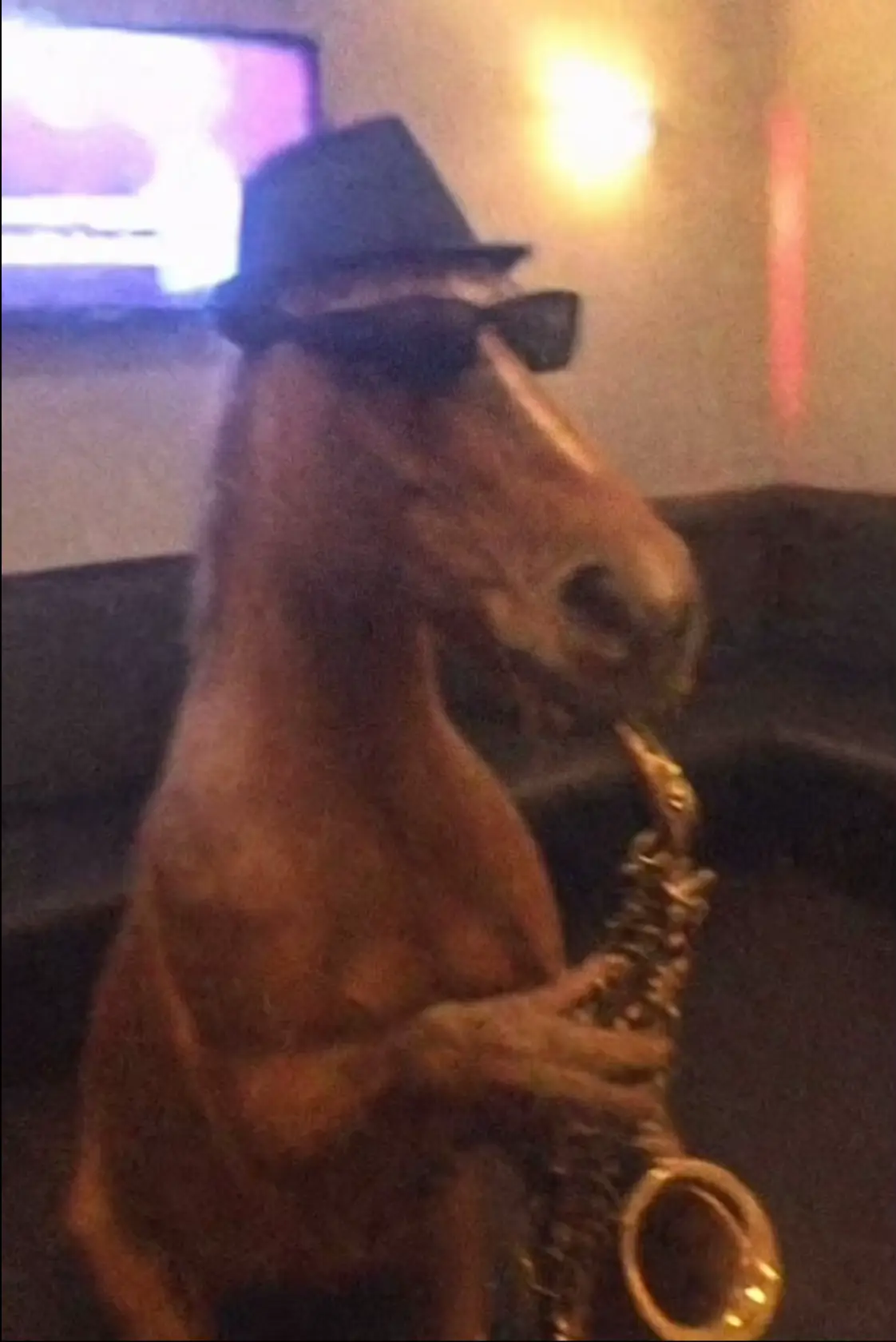 #MemeCut #fyp #viralvideos #horse #memesdaily 