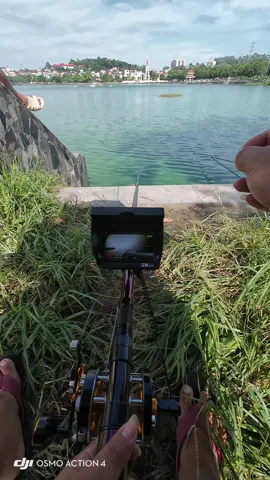 Tets cây phượng hoàng lửa cũng ra gì phết ae ạ #cameracaucabacninh #caucatunhien #cautunhien 