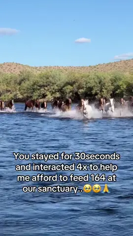 You stayed for 30seconds and interacted 4x to help me afford to feed 164 animals at the sanctuary…🥹🥹🙏 #savehorses #horsesoftiktok #animalsoftiktok #unitedstates #HorseRescue 