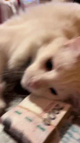 Para q sirve la plata? #fypp #fypシ゚ #humor #cat 