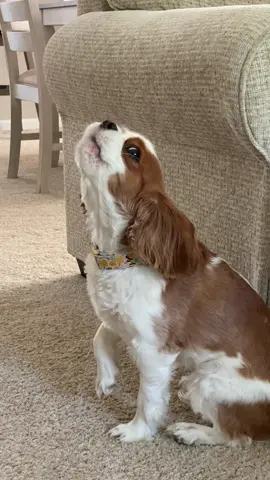 Honey really wants everyone to hear her song!! 😂 #kingcharliescavalierpuppy #kingcharlescavalierspaniel #cutedog #howling #dogsoftiktok 