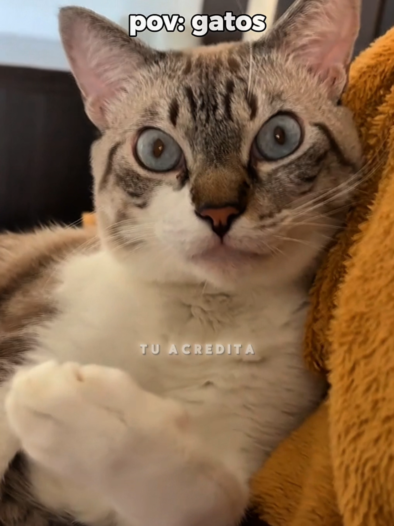 pov: gatos 😅❤️| #memestiktok #gatos #memesbr #perolasbrasileiras #perolas