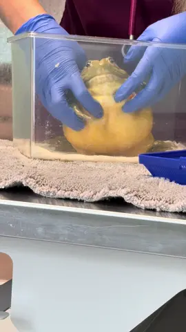 Went to the vet today and Pepe didn’t pee on anyone this time. He was a good boy for X-rays too! Love you handsome prince.💚#africanbullfrog #frog #pixiefrog #vet 