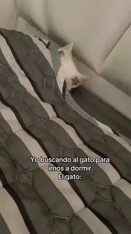 #tiktokviral2025❤️❤️ #gatosgraciosos#tik_tok 