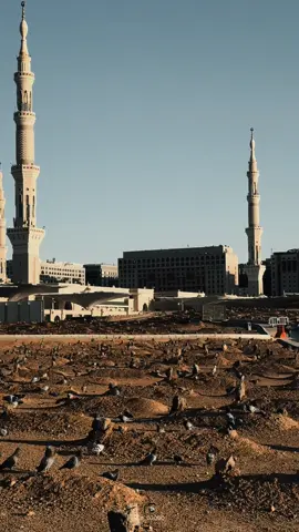 اللهم أرحم موتانا وجميع موتى المسلمين برحمتك التي وسعت كل شيء🤲🏼🤲🏼☘️ #عبدالمحسن_القاسم#اكسبلور#fyp#quran#foryou