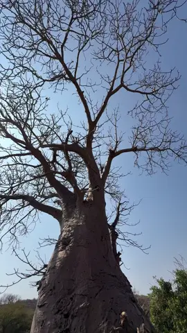 This is where some hadzabe kids sleep.  #viral #hadzabetribe #hadzabe #chaaba #trending 