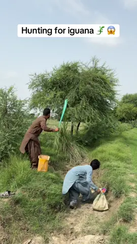 Hunting for iguana 🦎 😱#hunting #iguana #farming #hunter 