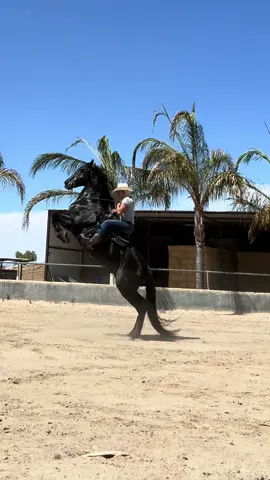 Always a good time ❤️ #horse #horsesoftiktok 