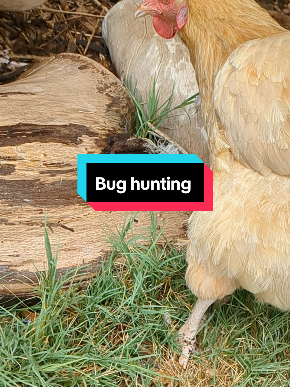 Chickens are excellent bug hunters, every time I water the lime tree, the bugs come out from those stumps, and the chickens have a feast. #chickens #pestcontrol #bugs #dinosaur #arizona 