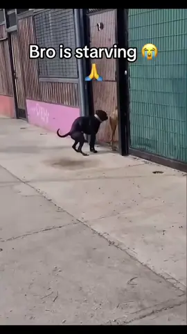 #memestiktok #tiktok #donpollo #foryoupage #animalsoftiktok 