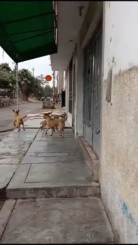 曾经的我们也是这么快乐🤭🤭🤭🤭🤭#dogs #happydog #petlover #funnyvideos #funnydog 