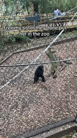 #fyp #fyppppppppppppppppppppppp #foryoupage #fypシ #fypシ゚viral 🤣💀 