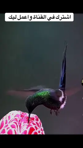 #اللهم_صلي_على_نبينا_محمد 