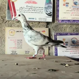 زاجل#عشق #زاجل_سباق #دهوك_زاخو_سليماني_ئاكري_ئامیدی_هولیر #🏴‍☠️🏆💀 