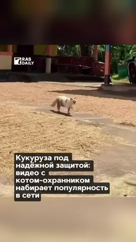 Необычный «охранник» появился на одном из дворов - пушистый кот. Он ответственно следил за кукурузой и в решающий момент среагировал молниеносно: прогнал птицу, которая попыталась склевать урожай.
