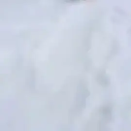 морской слiн #mem #seal #elefantseal #shorts