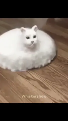 #funny #cats #viral #catsedit #funnycatvideos 