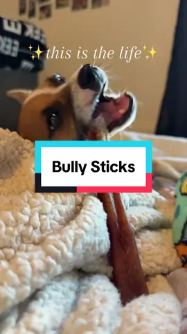 He’s living his best life with his King Lou 100% USA Bully Stick! 🤩 #dogtreat #puppytok #singleingredienttreats #dentalchew #dogtreat 