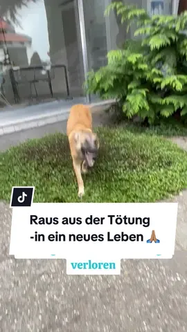 Kleine Kämpferin Perla sucht ihr Happy End  Diese süße Maus  wurde mit ihren Geschwistern aus einem rumänischen Shelter gerettet. Dabei hat sie sich am Auge verletzt – erst dachten wir, es müsste entfernt werden. Doch Perla hat uns gezeigt, was für eine kleine Kämpferin sie ist: Das Auge hat sich erholt, sie durfte nach Deutschland reisen und lebt nun auf einer tollen Pflegestelle! Mit ihren 5 Monaten taut sie richtig auf – spielt, kuschelt & entdeckt neugierig die Welt. Sie versteht sich super mit anderen Hunden und ist einfach eine clevere, fröhliche Maus. Jetzt fehlt nur noch eins: Ein Zuhause für immer, wo sie geliebt wird!  Perla ist kastriert, geimpft, gechippt und bereit, in dein Herz zu ziehen ➡️Bei Interesse: Schreibt uns eine Nachricht oder geht direkt auf unsere Homepage. #Hundevermittlung #Tierschutzhund #AdoptDontShop #PflegestelleGesucht #Hundeliebe 