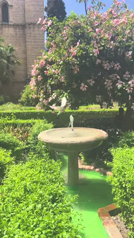 #fyp #fypシ゚ #foryou #foryoupage 