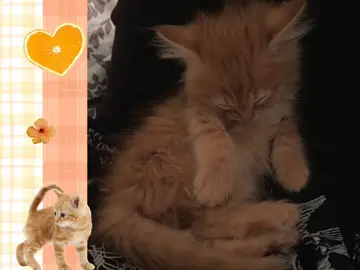 ginger cat😺🍊 ||song name: apocalypse - cigarettes after sex #moodboar #cat #follow #rge #virsl #or #pyf #elbruso #fup #catsoftiktok #gingercat #cat 
