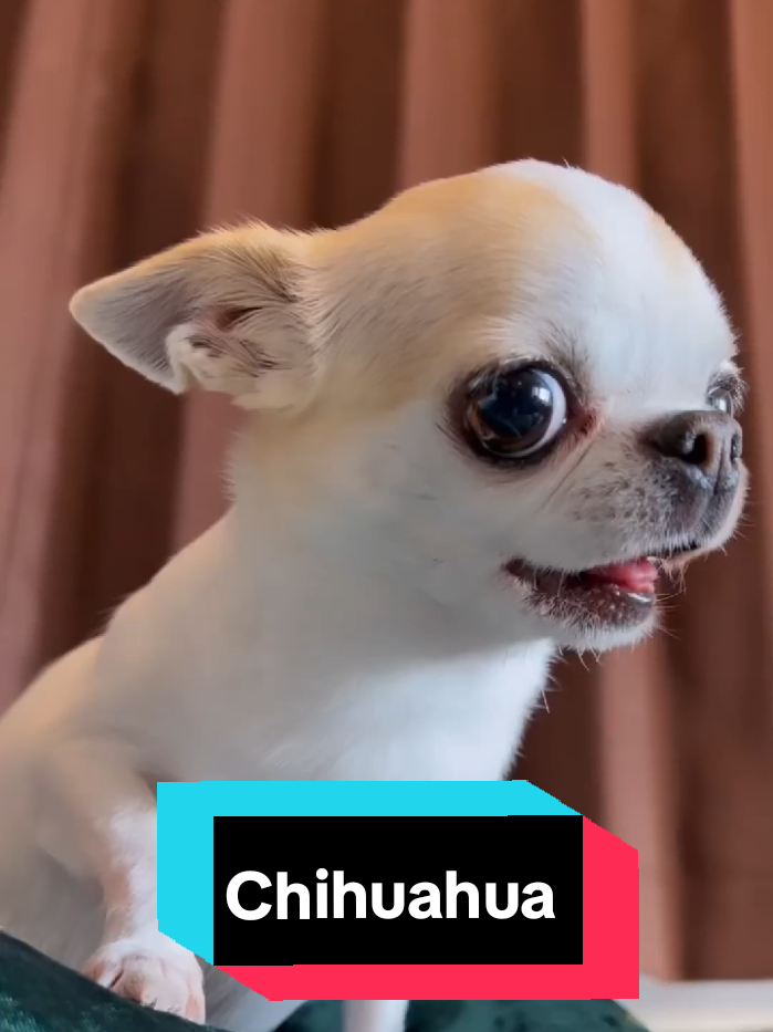 Lernen den Chihuahua Kennen!! #Chihuahua #chihuahuastiktok #kleinerhund #CutePet #Hundeliebe #frenchiesoftiktok  #dogsoftiktok 