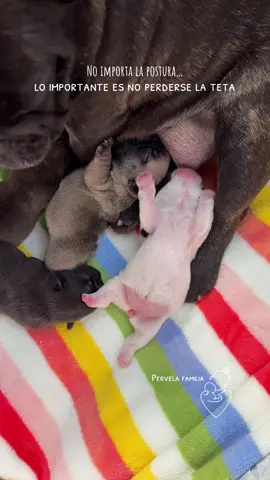 😅💖 En esta casa ya aprendimos que cada Pervelita tiene su estilo. Algunos de costado, otros de cabeza, otros boca arriba… ¡pero nadie se queda sin su teta! 🍼🐶#familiaperruna #bulldogfrances #bulldogfrancesargentina #amorperruno #puppy 