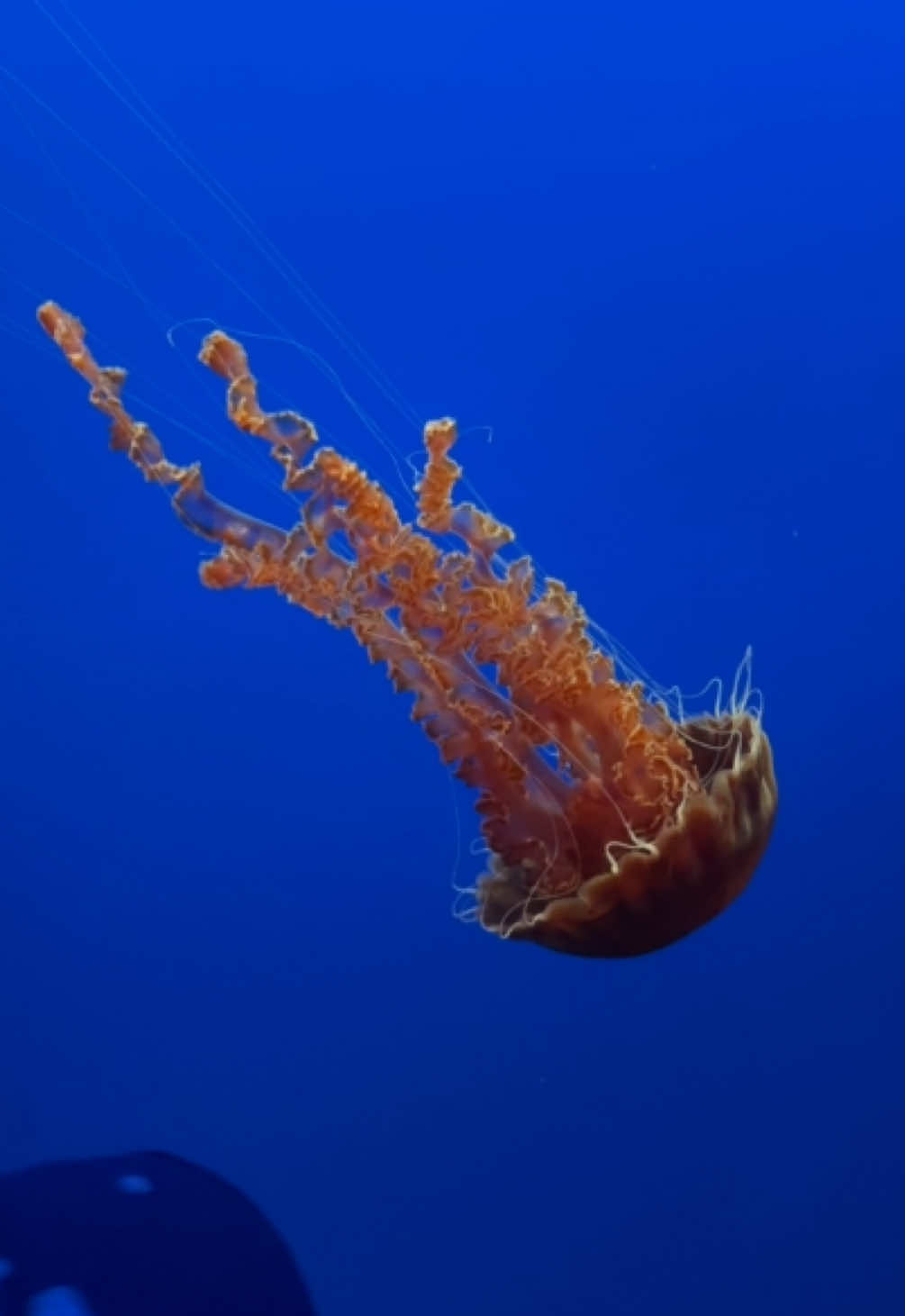 This month is suicide prevention month.. please remind yourself to be kind to those around you, check in on those you know may be struggling.. a simple “ how are you feeling today” can change a persons whole perspective.. I’ve struggled with dark thoughts in the past and thankfully I’ve had people there for me to cheer me on and get me out of the funk that I’m in, everyone is deserving of being here and everyone deserves to feel loved and noticed 🤍 #suicideprevention #monterrey 