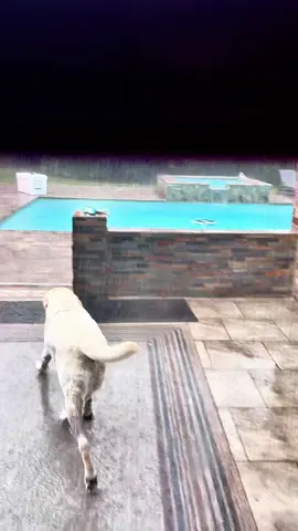 “POV: A little rain never stopped Buster 🐾💦  “Selective hearing brought to you by Labrador 🐾” #ReachingForFreedom #LabsOfTikTok #Unwritten #DogLife #FeelTheRain 