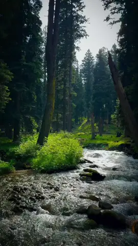 Minutos de Refúgio: A Floresta Que Cura a Alma Respire fundo. Por 3 minutos, permita-se desconectar do caos e mergulhar na essência pura da natureza 🍃✨. Neste vídeo, você será guiado por uma trilha sonora natural: o som suave das águas correntes, o sussurro das folhas ao vento, e a presença silenciosa da floresta que acolhe e cura. Cada imagem foi capturada com amor, para transmitir a paz que só a natureza pode oferecer — aquela que não se explica, apenas se sente 🌳💧. Se você está cansado, ansioso ou apenas precisa de um momento para si, este é o seu refúgio. Um convite para desacelerar, se reconectar com o presente e lembrar que a beleza está nas coisas simples. Compartilhe com alguém que precisa de um abraço da natureza hoje. 🌿 A natureza não grita, ela sussurra. E nesse sussurro, há cura.   #nature #Relax #PazInterior #Natureza #paisajes 