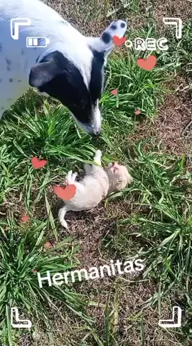 #perras #hermanas #kawaiii 