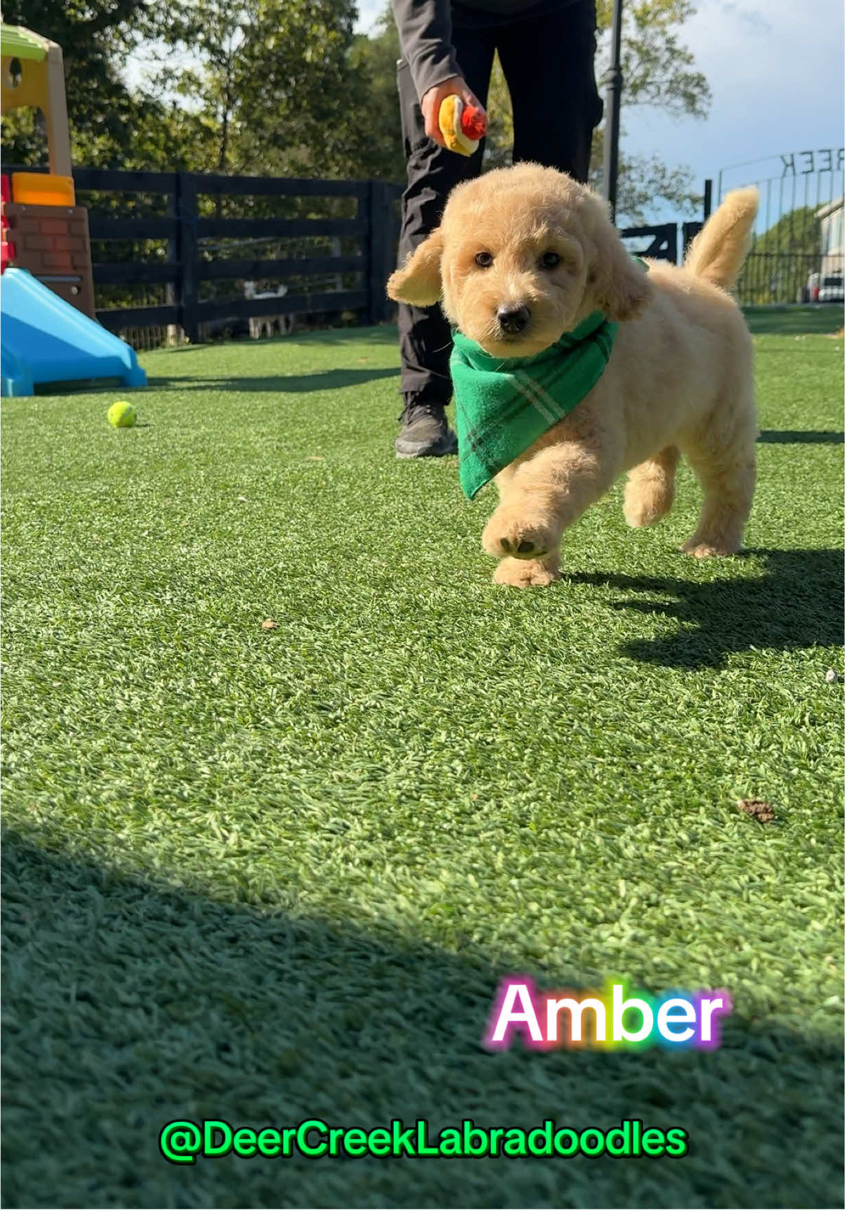 Sweet, gentle soul! 🥰 #deercreeklabradoodles #puppy #doodlepuppy #labradoodlepuppy #labradoodle 