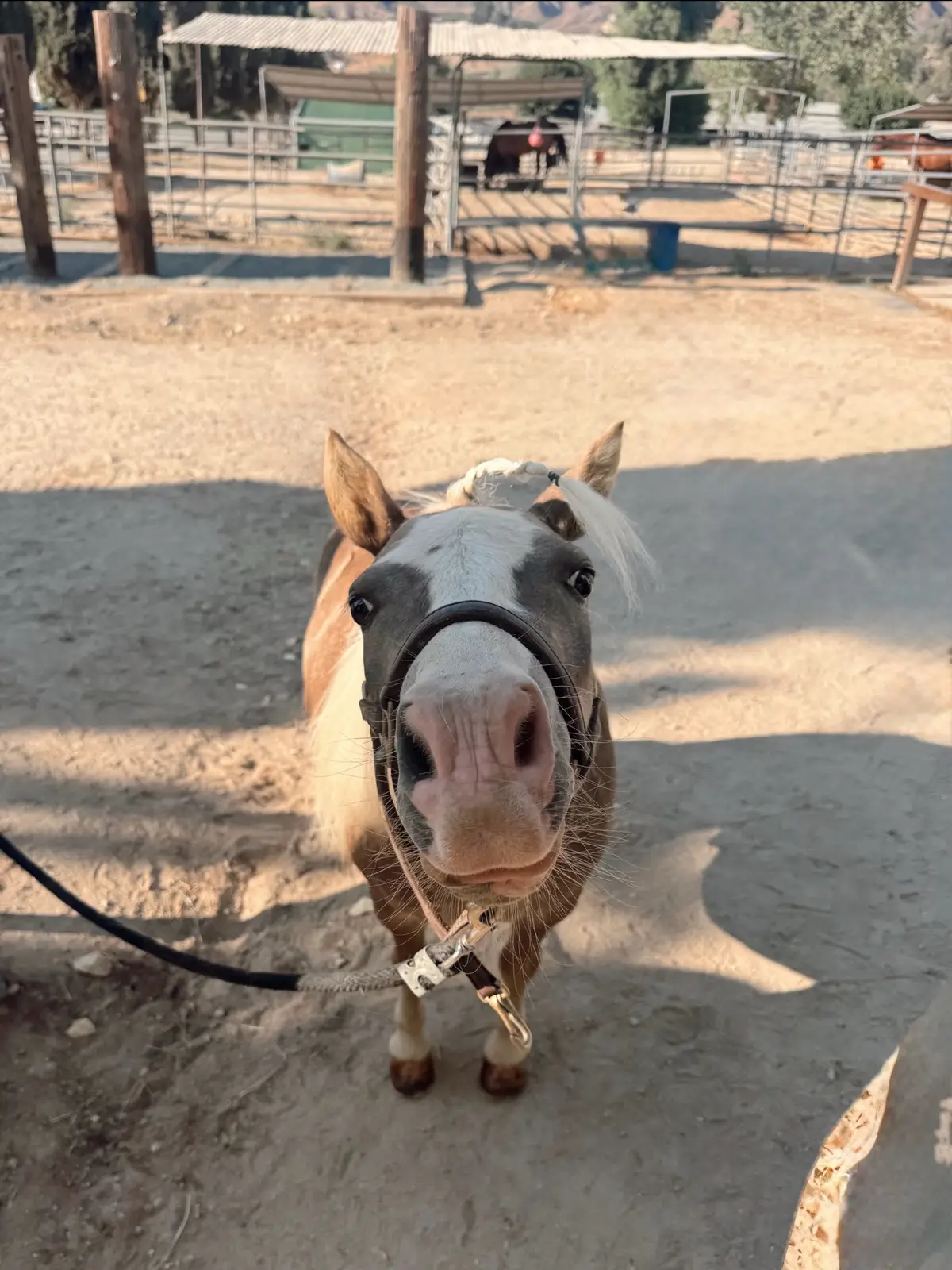 The many poses by Dexter as he begs for treats during his daily grooming session. This face is near impossible to say no to🥹❣️ #horsesoftiktok #equestrian #equestrian #california #minihorse 