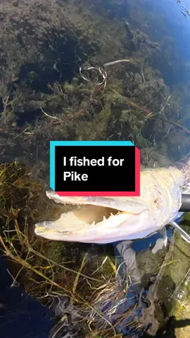 I fished for big pike #fishing #fishingvideos #pikefishing 