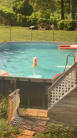 Mama trying to get him out of the pool. #dogsoftiktok #dogs #fyp #greatpyrenees #greatpyreneesoftiktok 