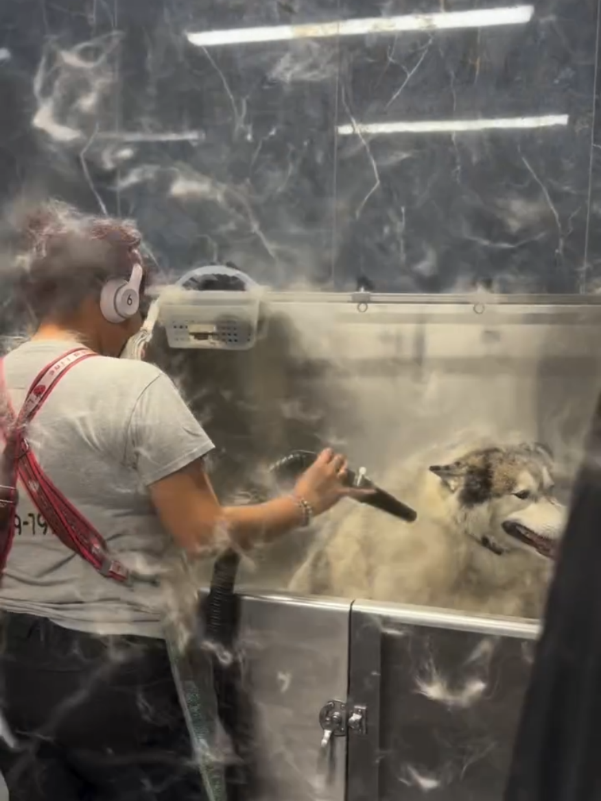 Who doesn’t like snow ❄️ in  May 🥵 another husky blowing out its coat 🧥our poor groomer “Yolis “ will be pulling out husky hair for days after this .