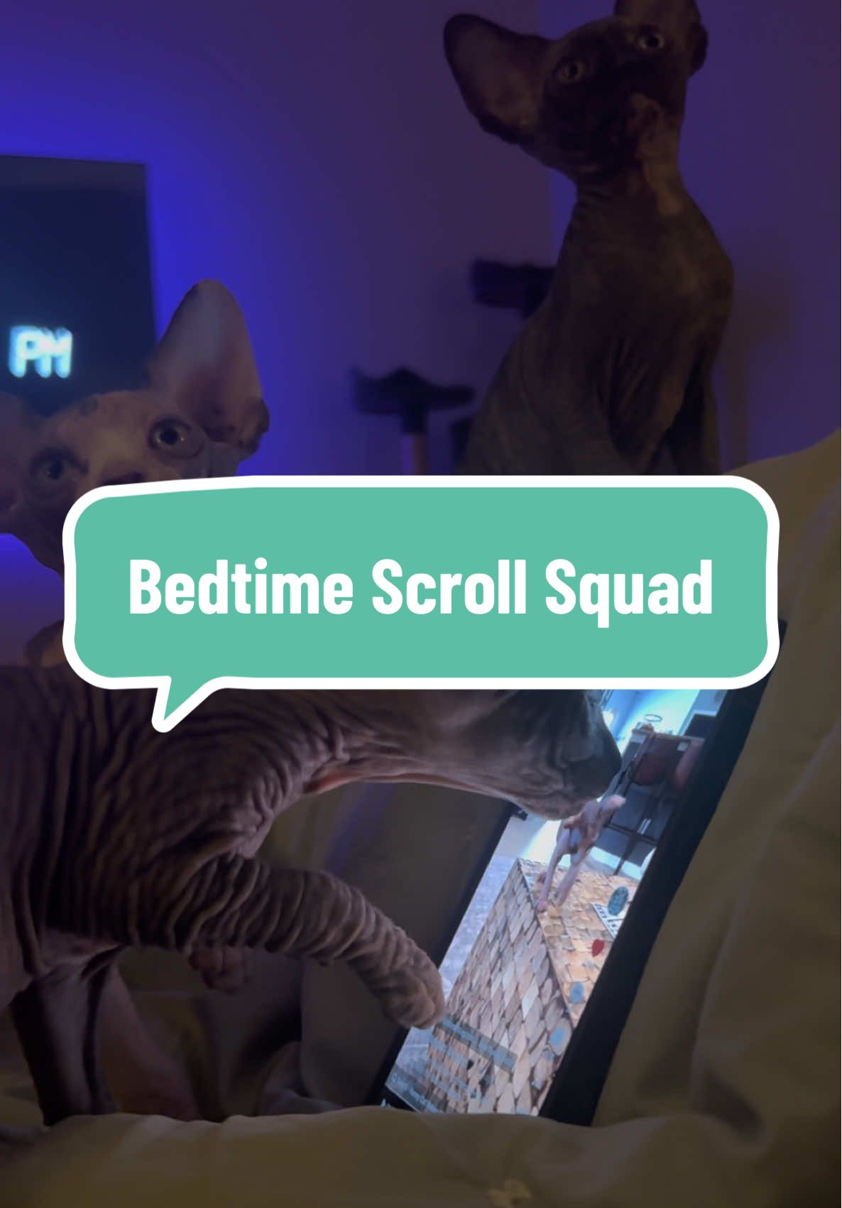 Bedtime Scroll Squad 😹✨ Bedtime routine at the Nugget Nursery (aka our bedroom) = kittens watching TikToks 🖤 Nakee Minaj, Ricky Bobby, Kreature, Bells, and Vito don’t miss a thing. We need everyone to be fully aware that our kittens do read your comments… so BE NICE! 🐾💕 P.S. Vito still needs new pawrents! DM for details! 🤗 #sphynx #sphynxkitten #fyp #foryou #viral @BD @Lisa Hampton Holder @Nyomi1116 @Daveen Meno 