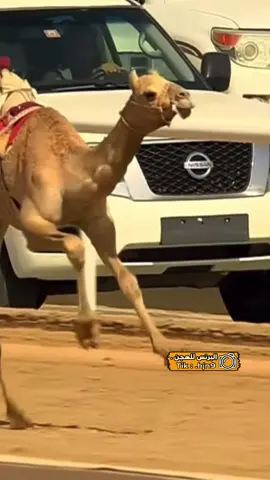 لايييييييكات@فووووولووو@اكسسسسسبلوور@اعادة-نشر@الهجن العربيه الاصيله@هجن الشحانيه#هجن الرياسه#هجن العاصفه#هجن السعوديه#هجن البحرين👍🏼.