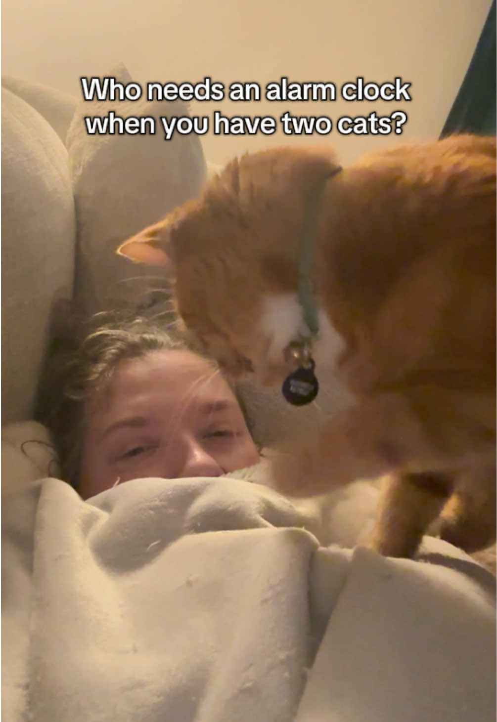 Mornings with my furry little alarm clocks #cat #cattok #orangecat 