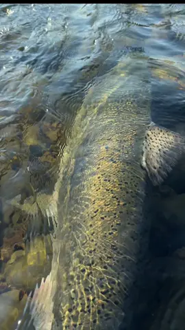 Another dandy #fishing #flyfishing #fish #salmon #sportfishing 